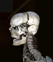 Esqueleto humano montado (adquirido em 1883  Casa Tramond, Paris)