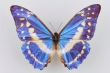 Borboleta azul, <em>Morpho cypris</em>