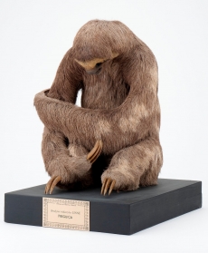 AS COLECÇÕES DO MUSEU DA CIÊNCIA DA UNIVERSIDADE DE COIMBRA NO JORNAL PÚBLICO