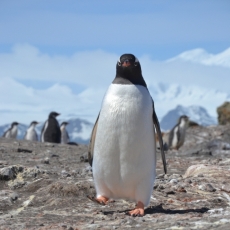 Ciência Polar e Educação